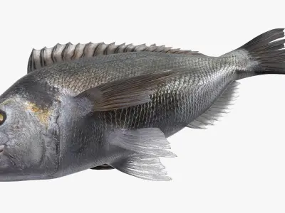  Dorada Fish 