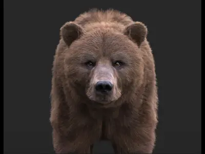  BEAR XGEN-CORE 