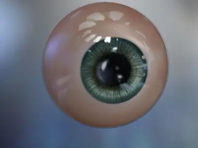 Human Eye Free 3D model