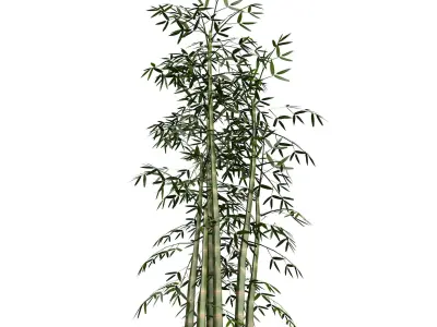 Bamboo Thicket Plant Tree Low Poly Low-poly 3D model