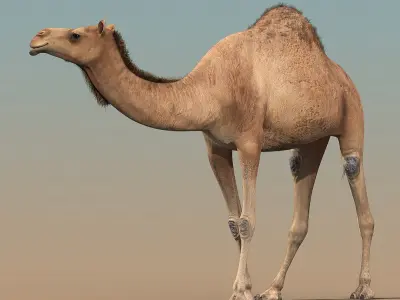  Camel(ANIMATED) 