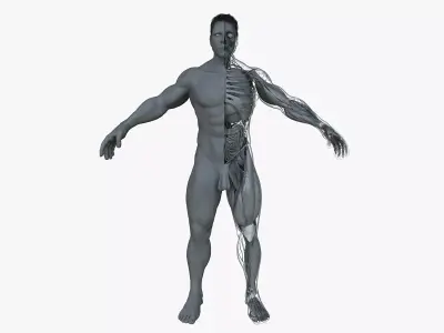 Ultimate Male Anatomy Project 3D model