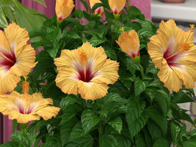  Flowers Collection 12 