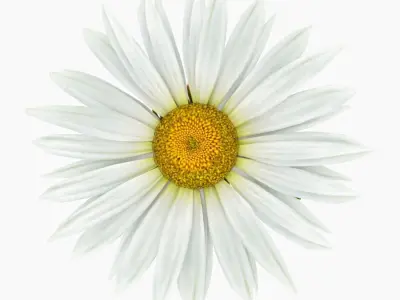 Daisy  Flower Low-poly 3D model