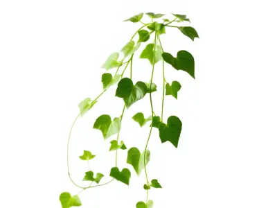 Climbing Ivy Plant Model Pack for Architectural Visualization Low-poly 3D model