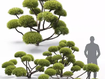 Pinus Nivaki 01 3D model