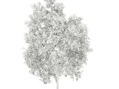 Avocado Tree with Fruits 3D model