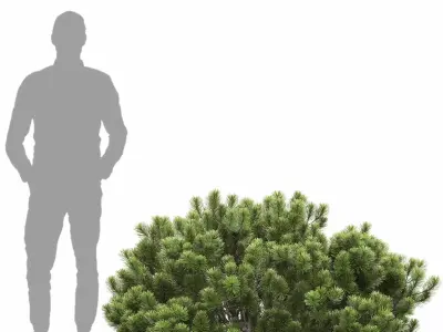 Pinus Mugo 15 3D model