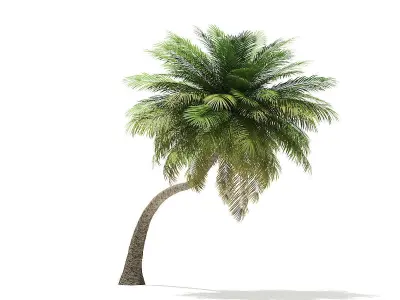 Coconut Palm Tree 3D Model 6m 3D model