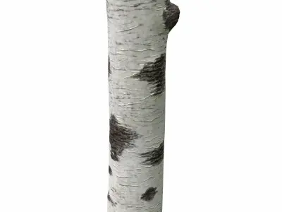 Birch Tree Trunk 3D model