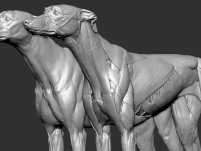  Dog Anatomy Canine Ecorche 