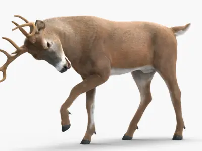  Virginia Deer Fur Rigged for Cinema 4D 