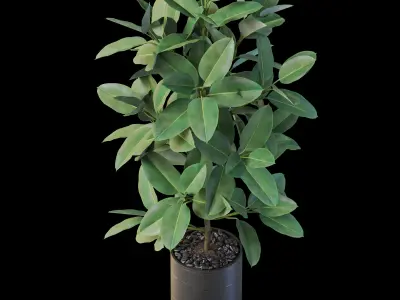 Plants collection 877 3D model