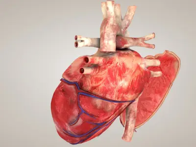  Heart with Anatomical Cross Section 
