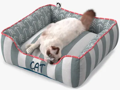  Domestic Cat Napping in Soft Cushion Fur for Maya 