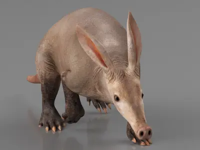  Orycteropus Afer Walking Animated Rigged for Maya 