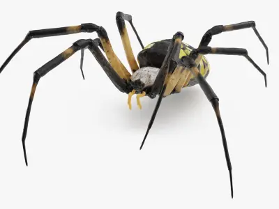 Argiope Aurantia or Yellow Garden Spider Rigged for Maya 
