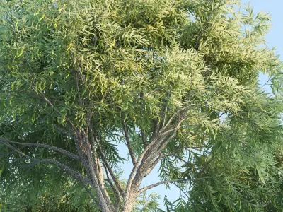 honey mesquite tree 3D model