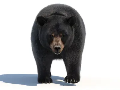  Black Bear Animated Fur 3D 
