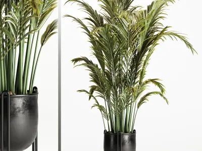 Areca Palm Indoor-Set002