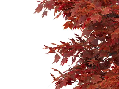 Japanese Maple Acer Palmatum 2 3D model