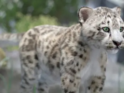  Snow Leopard Cub Fur for Maya Rigged 