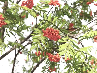 Sorbus 02 3D model