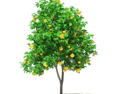 Grapefruit Tree with Fruits 3D model