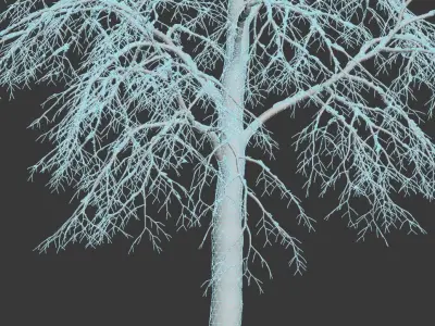 Tilia europaea Nr 7 H11-14m Three winter tree set 3D model