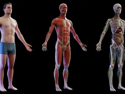  Rigged Human Male Anatomy Set 