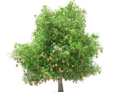 Mango Tree with Fruits 3D model