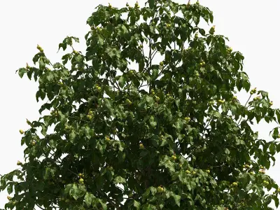 Aesculus x carnea briotii 201SU 3D model