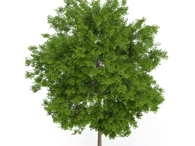Maidenhair Tree Ginkgo biloba 3D model