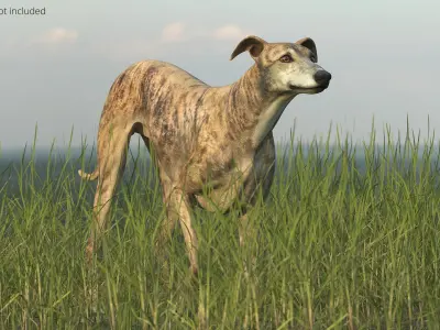  Greyhound Dog Male Brindle Rigged 