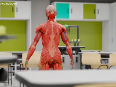  Human Anatomy Male Muscular and Vascular System 
