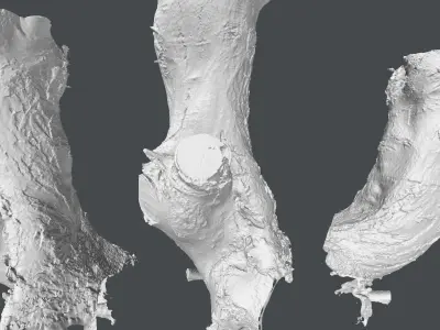 Tree trunk detail 3D model