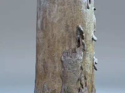 Tree log 02 3D model