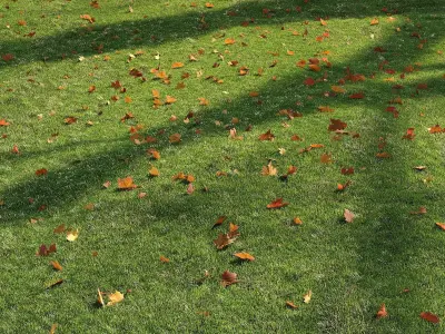 lawn with leaves 2 3D model