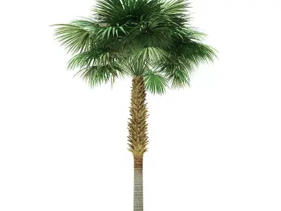 Sabal Palm Tree 3D Model 8m 3D model