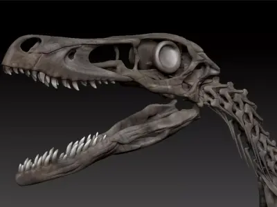 Velociraptor Skeleton - Full 3D Raptor dinosaur bones 3D model