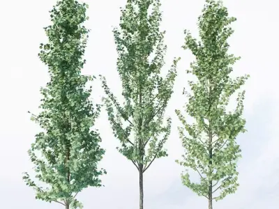 3 Generic Architectural Trees  3D model