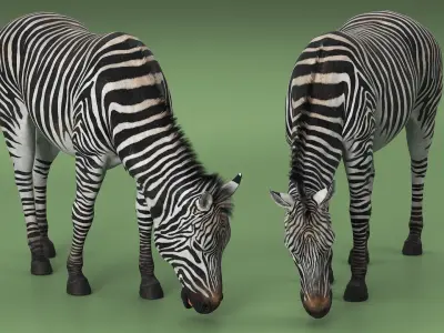  Plains Zebra Eating Fur 