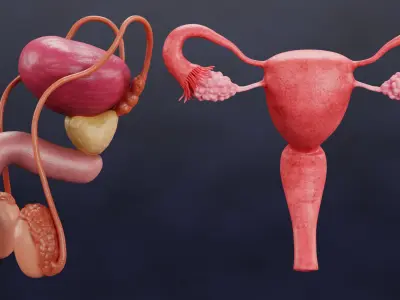  Human Reproductive System 