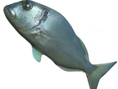Sea Bream Fish Rigged with Underwater Scene Low-poly 3D model