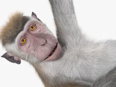  Gray Macaque Hanging on Branch Fur for Cinema 4D 