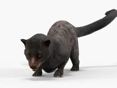  Asian Palm Civet Musang Dark Coat Fur Rigged 