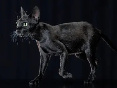  Cat Black Fur Shorthair Animated XGen Core 