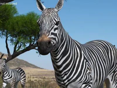  Striped Equine Running 