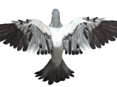  Gray Dove Fur Animated Rigged 