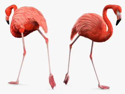  Tropical Bird Flamingo Pink Rigged for Maya 